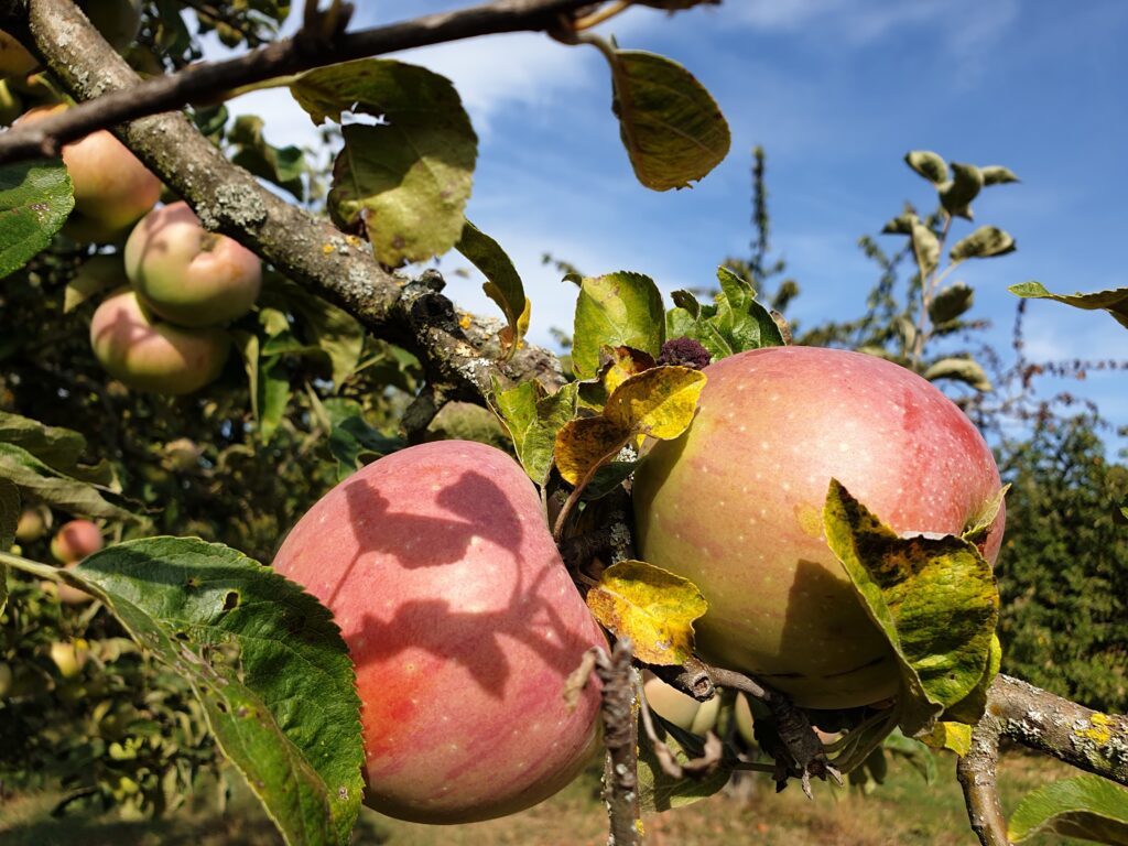 Äppel-Bus-Tour  - 16.05.2025