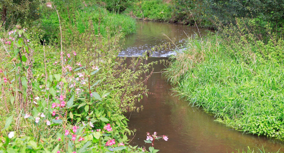 An der Rodau - Obertshausen (4)