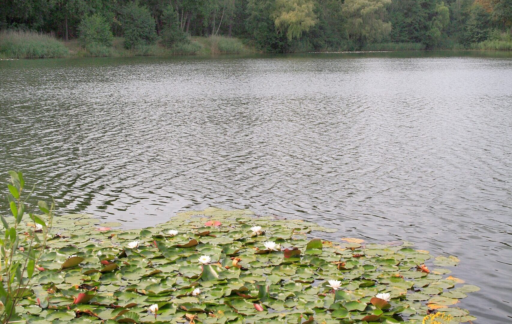 Bernd Ehlers - Bauschheimer Waldsee (3) Bernd Ehlers - Bauschheimer Waldsee (3)