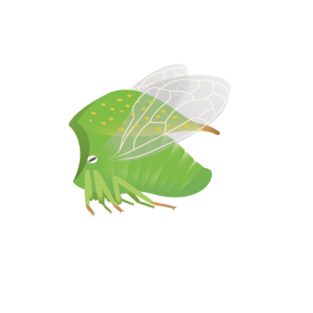 Flora Fauna - Büffelzikade