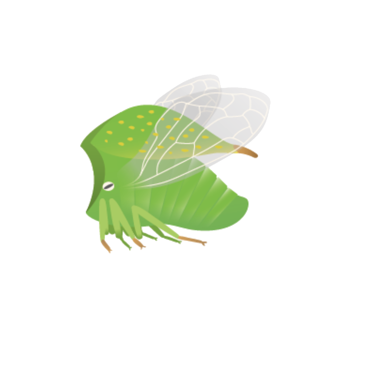 Klimaroute-Büffelzikade