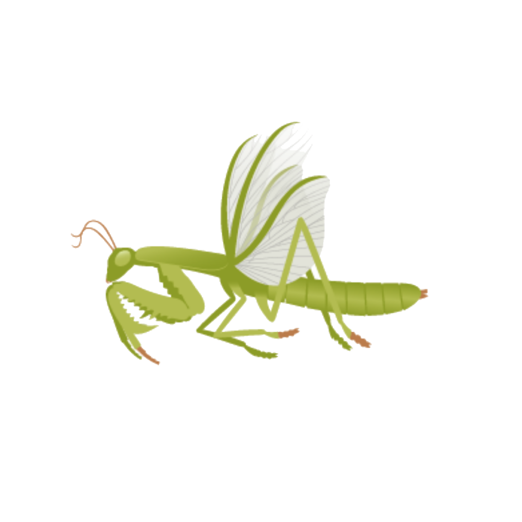 Flora Fauna - Gottesanbeterin