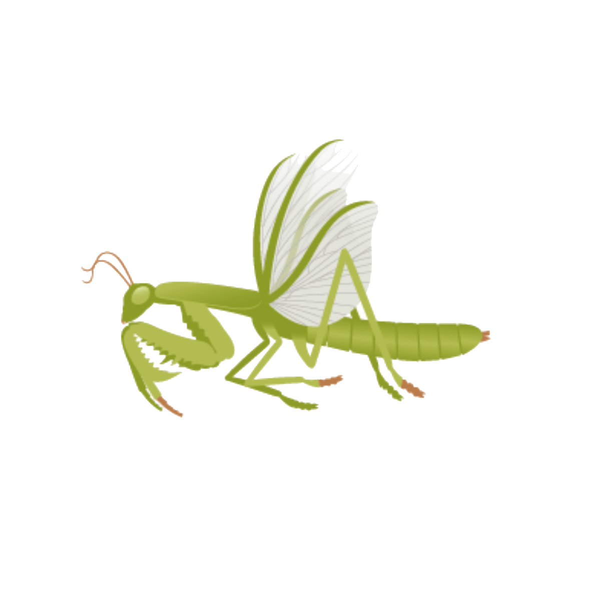 Klimaroute-Gottesanbeterin