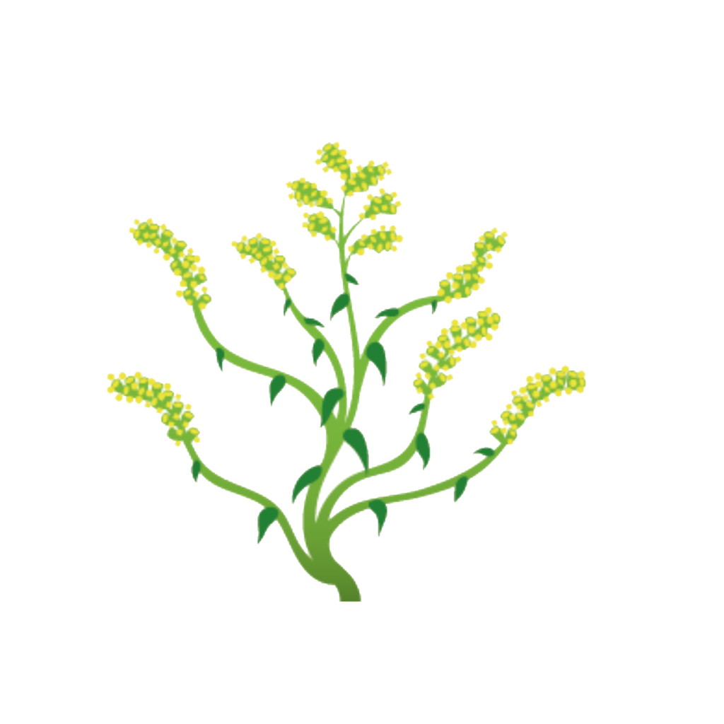 Flora Fauna - Kanadische Goldrute