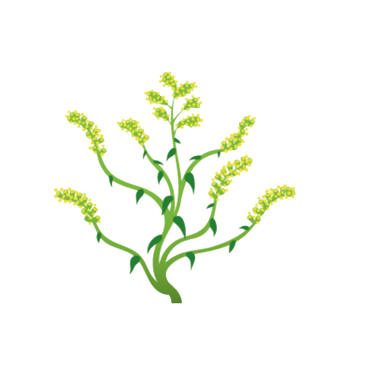 Klimaroute-Kanadische Goldrute