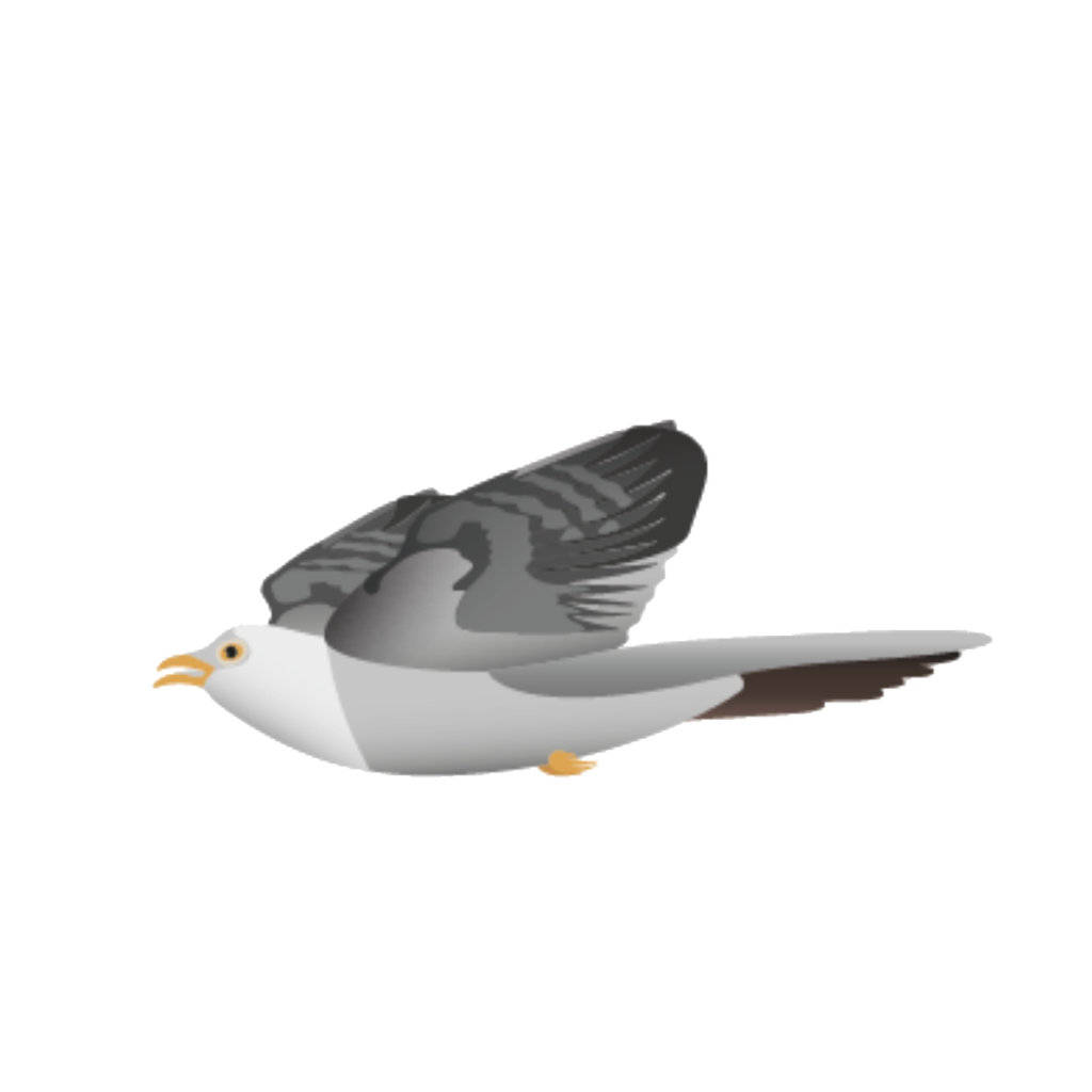 Flora Fauna - Kuckuck