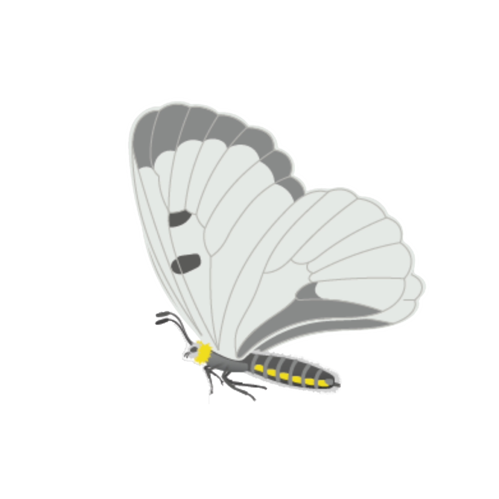 Flora Fauna - Schwarzer Apollo