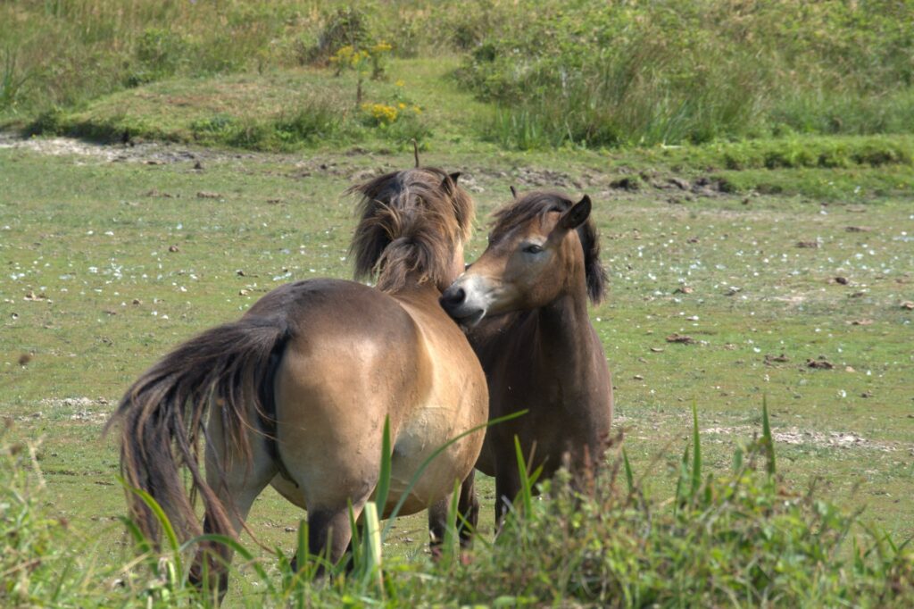 Führung zu den Wildpferden - 01.06.2025