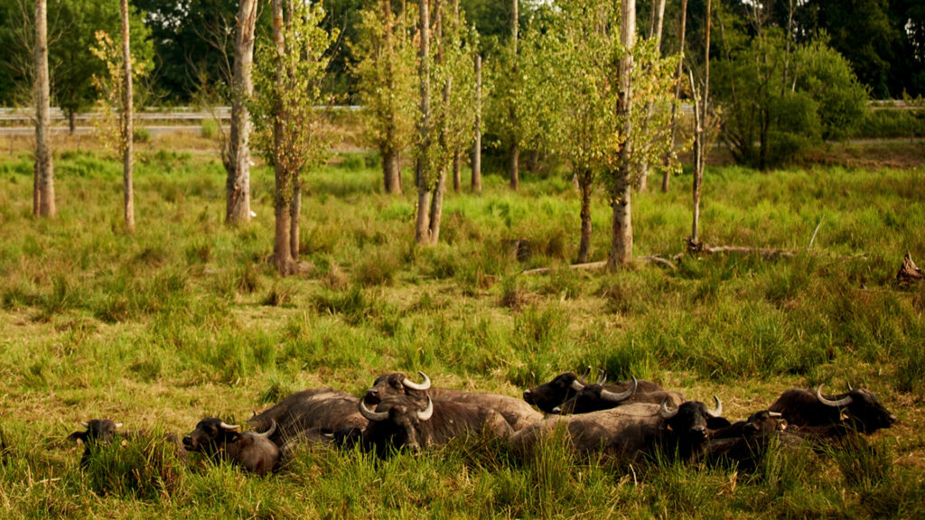 Wasserbüffelfest - 14.09.2025