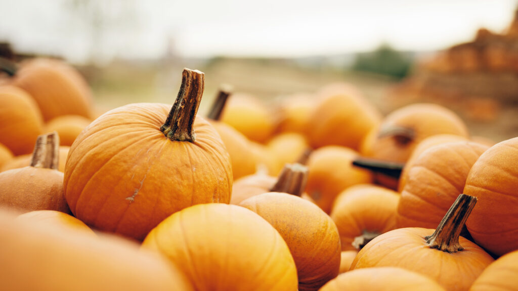 Kürbisfest - 28.09.2025